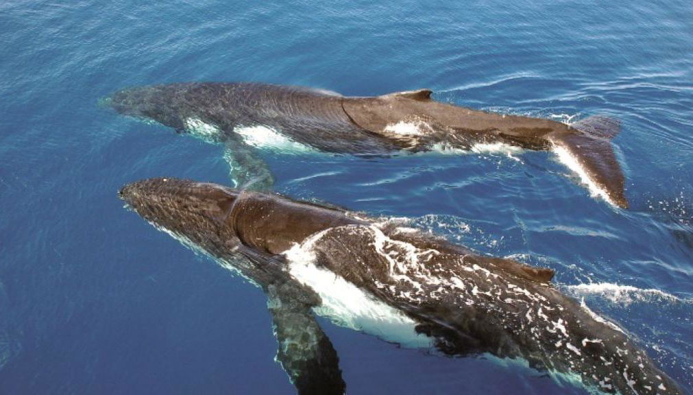 Oz Whale Watching - Breakfast Cruise - Photo 1